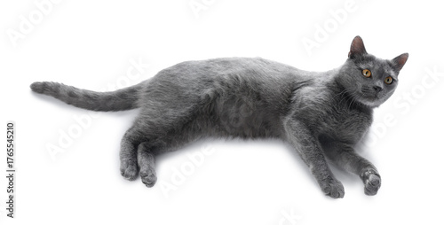 Cute gray cat on white background. Adorable pet