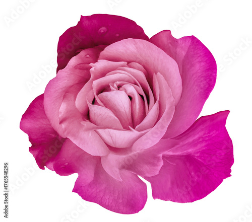 Rose  flower  on  a white isolated background with clipping path.  Closeup. For design. Studio shot.  Nature.
