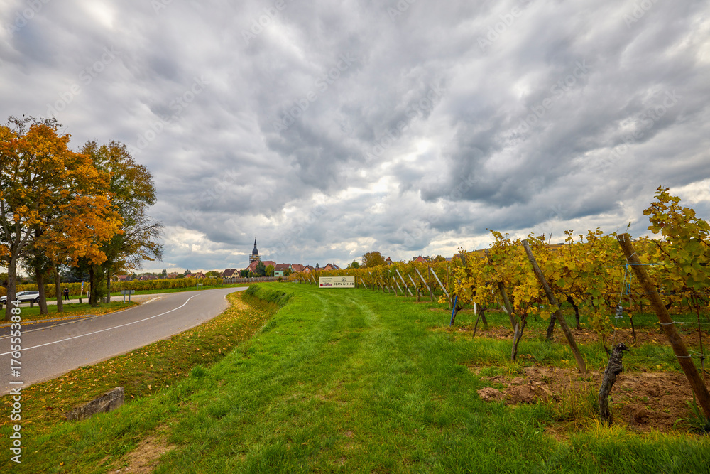 Fototapeta premium Beautiful landscape with vineyard plantation in the Alsace area during autumn.