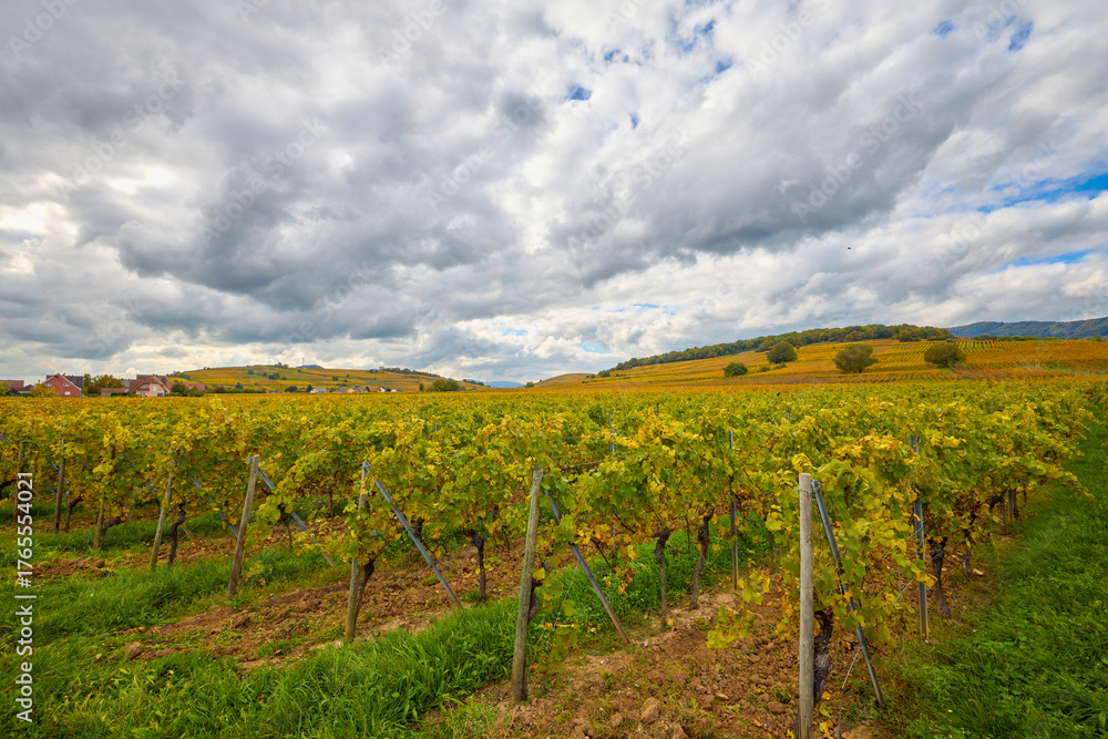 Fototapeta premium Beautiful landscape with vineyard plantation in the Alsace area during autumn.