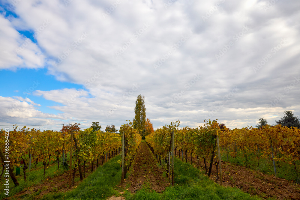 Fototapeta premium Beautiful landscape with vineyard plantation in the Alsace area during autumn.