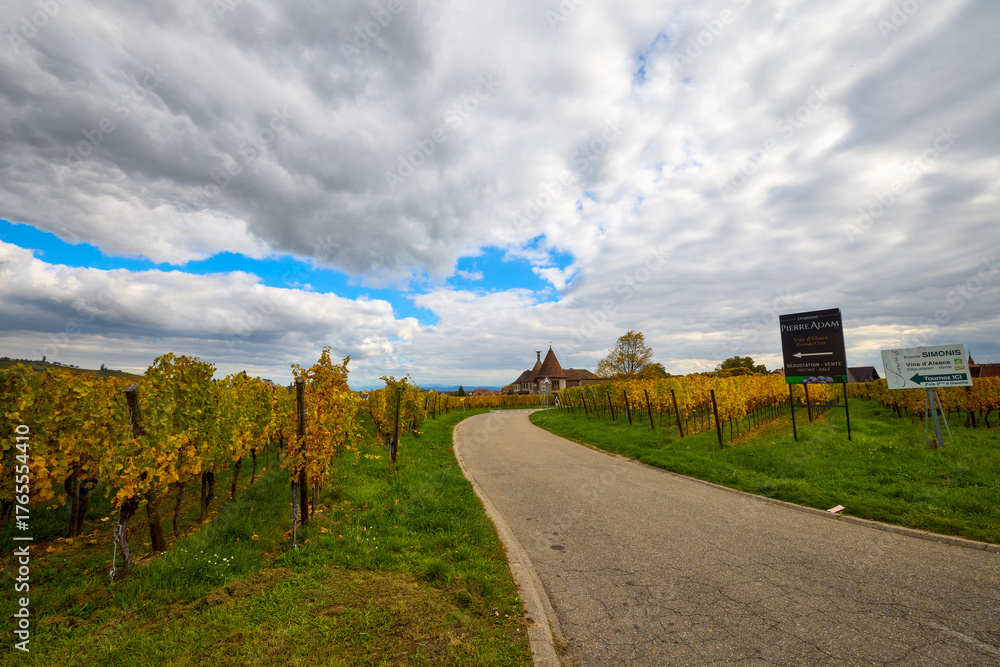 Fototapeta premium Beautiful landscape with vineyard plantation in the Alsace area during autumn.