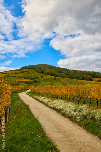 Beautiful landscape with vineyard plantation in the Alsace area during autumn.