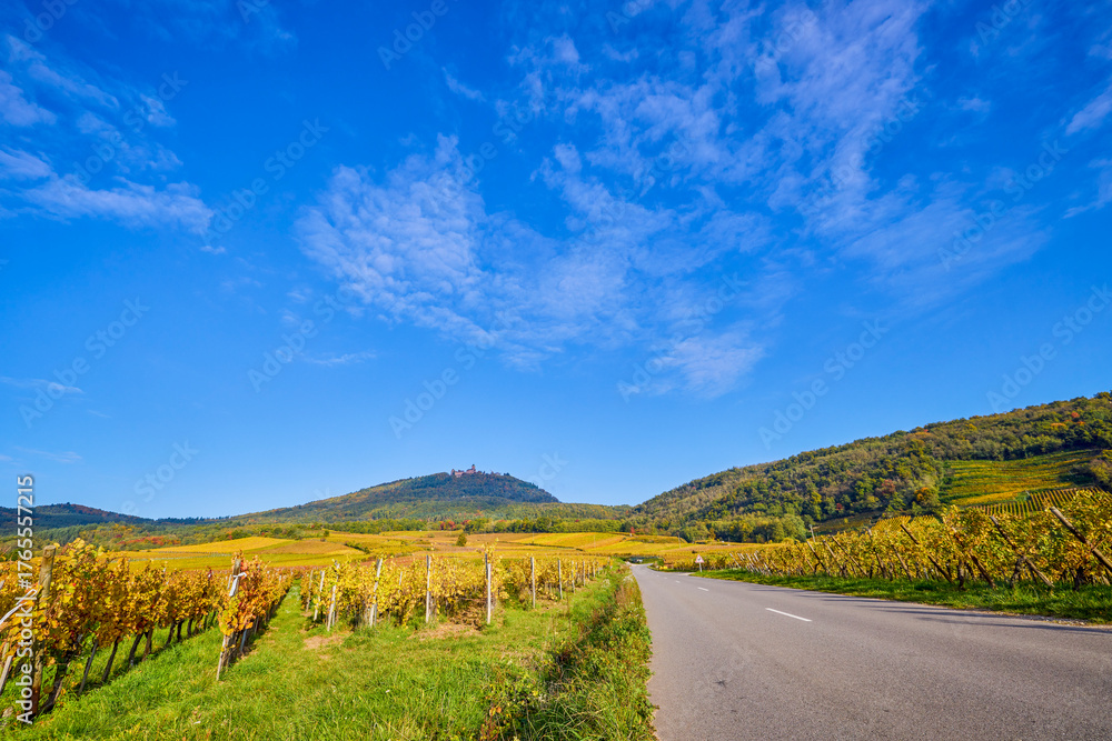 Naklejka premium Beautiful landscape with vineyard plantation in the Alsace area during autumn.