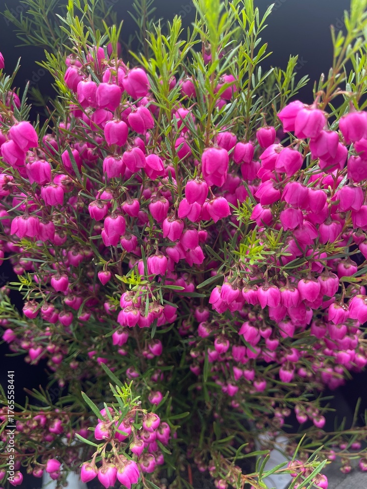 Obraz premium flowers in the garden