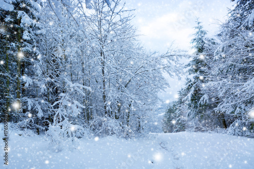 Merry Christmas background with snowfall in winter forest.