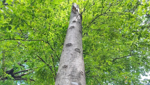 Tree trunks with lush leaves in the city park