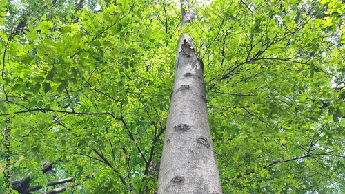 Tree trunks with lush leaves in the city park