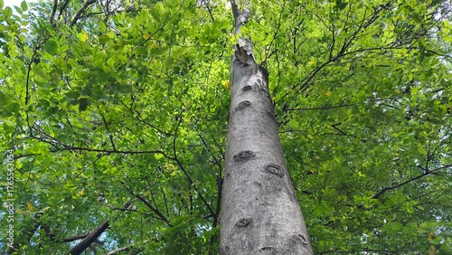 Tree trunks with lush leaves in the city park
