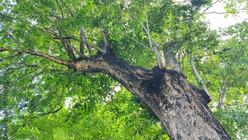 Tree trunks with lush leaves in the city park