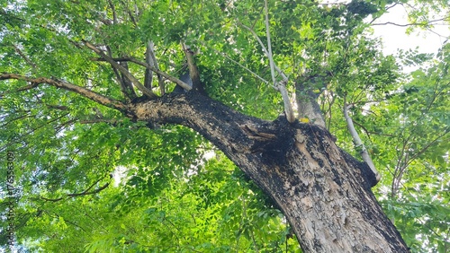 Tree trunks with lush leaves in the city park