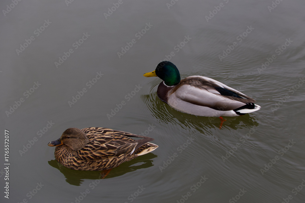 Obraz premium Two Ducks in the Water