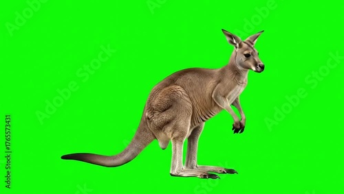 Large Male Kangaroo Walking Slowly on Bright Green Screen Background, Detailed Marsupial Footage