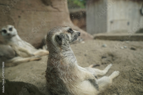 日本の動物園のミーアキャット