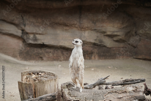 日本の動物園のミーアキャット