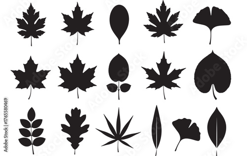Diverse collection of black leaf silhouettes on transparent background silhouette