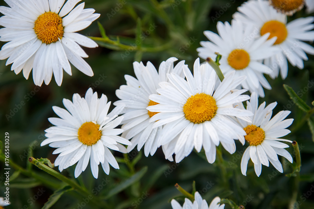 Obraz premium white daisies in a field