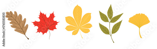 Set of colorful autumn tree leaves. Includes oak, maple, chestnut, ash, and ginkgo leaves in warm fall tones. Isolated elements on white background. Perfect for seasonal decorations, cards, packaging