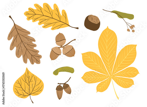 Autumn forest elements. Hand drawn fall collection. Oak, chestnut, linden, maple leaves, acorns, seeds, chestnut nut, linden branch.