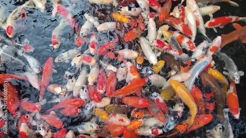 Overhead View of Colorful Koi Fish Pond Crowded with Vibrant Carp