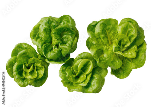 Close-up of four fresh, vibrant green lettuce heads