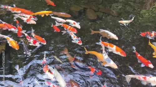 High Angle View of Colorful Koi Fish Swimming in a Clear Pond with Rocks