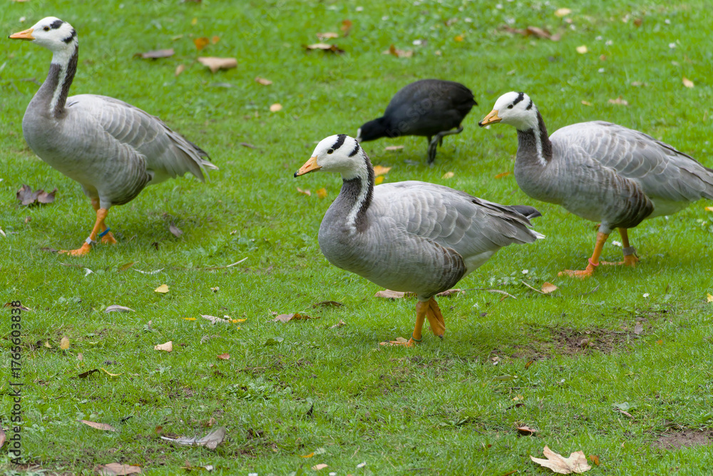 Obraz premium Bar-headed Goose, Streifengans (Anser indicus)