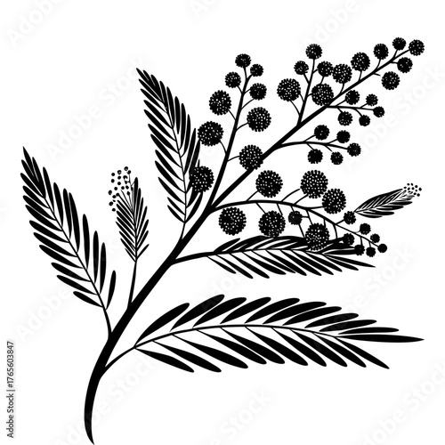 Silhouetted Mimosa Branch Elegant. Floral Design Element, Delicate Acacia Foliage, Botanical Illustration. Decorative Accent, Black and White Vector Art.