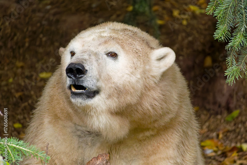 Eisbaer Polar Bear (Ursus maritimus) native to the Arctic region