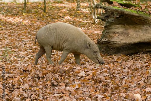 Hirsch-Eber Sambar Deer (Rusa unicolor) native to South and Southeast Asia