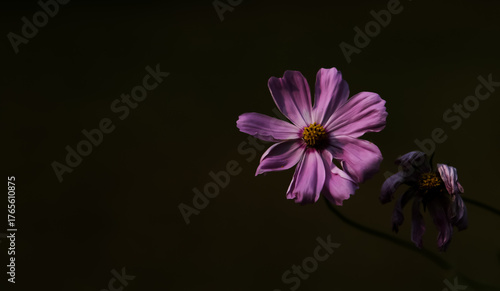 Fotografie Purple cosmos flower and a wilting flower isolated on a dark background