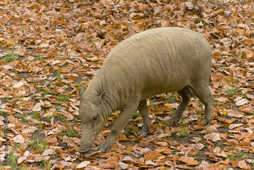 Hirsch-Eber Sambar Deer (Rusa unicolor) native to South and Southeast Asia