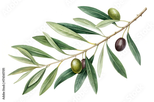 Wallpaper Mural Vibrant olive branch with ripe green and dark purple olives, showcasing natural beauty and Mediterranean charm for culinary or decorative use. Torontodigital.ca