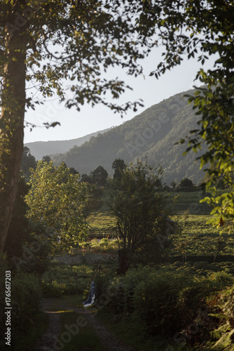 Serene Mountain Landscape at Dawn with Lush Greenery