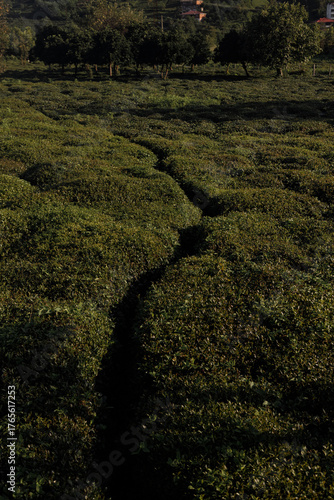 The Beautiful Lush Green Tea Fields Glimmering Under Soft Evening Light