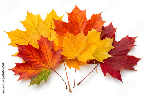 Vibrant autumn maple leaves in a stunning display of fall colors, perfect for seasonal design and festive decorations.