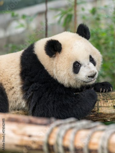 Giant Panda Qi Ying in Chongqing Zoo