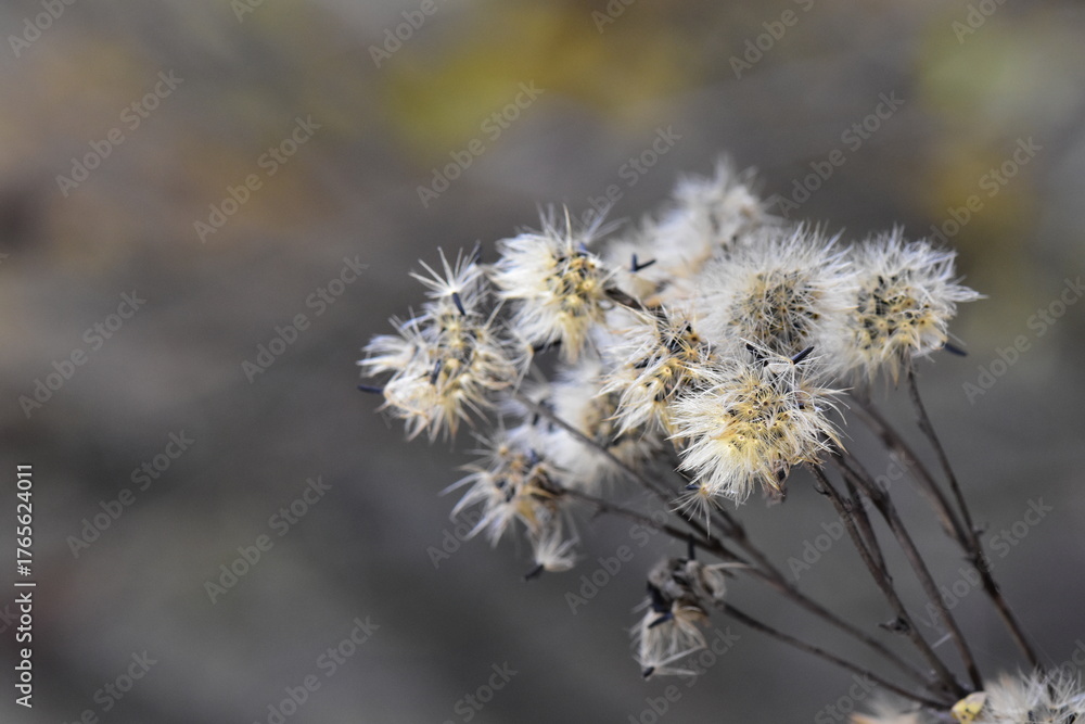 Obraz premium blooming autumn grass closeup