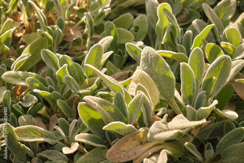 Close-up view of soft fuzzy lambs ear foliage bathed in warm sunlight, highlighting textured silvery green leaves and dense low groundcover with natural calming patterns.