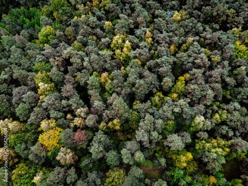 Dense treetops in a mixed forest in autumnal colors from a bird's eye view, diverse tree species visible, forest in 26209 Hatten, Germany