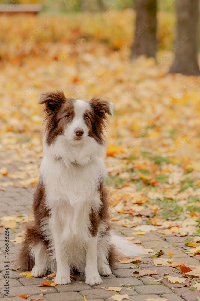 Obraz premium Dog sitting on autumn background covered with yellow leaves