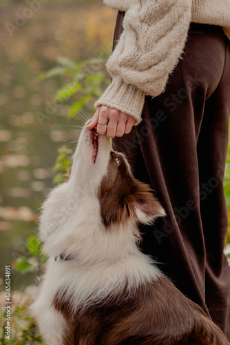 Border Collie dog showing affection to owner outdoors in autumn park