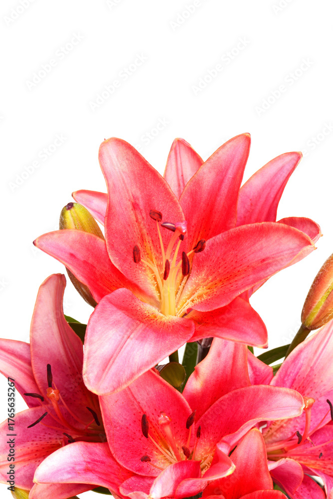 Naklejka premium Pink lily isolated on white