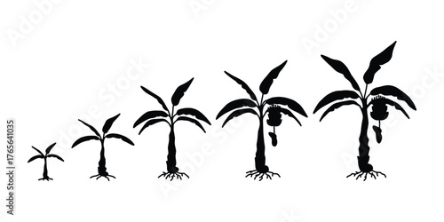 Banana Tree Growth Stages Silhouette Vector Illustration