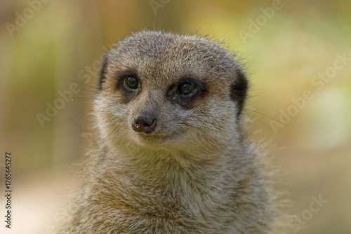 Meerkat, Erdmännchen (Suricata suricatta)