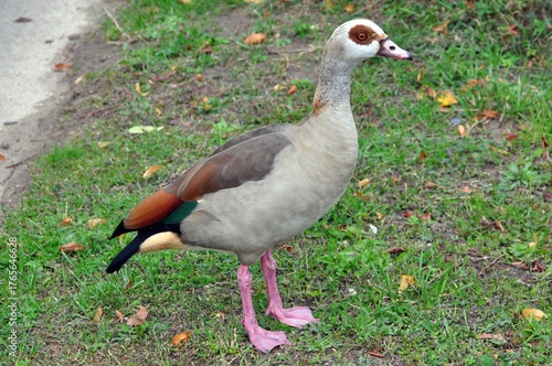 Nilgans