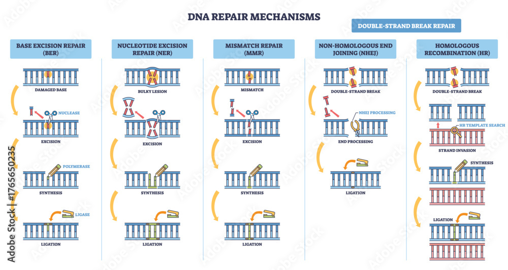 Εκτύπωση καμβά DNA repair mechanisms overview illustrates BER, NER, MMR, NHEJ, HR on DNA strands, key objects, double-strand break, polymerase, ligase