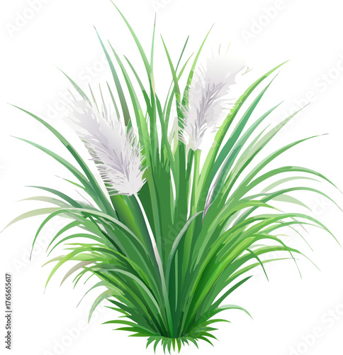 A realistic clump of ornamental fountain grass (Pennisetum), with long, narrow green leaves and soft, feathery white to pale purple flower spikes. The plant is isolated on a white or transparent backg
