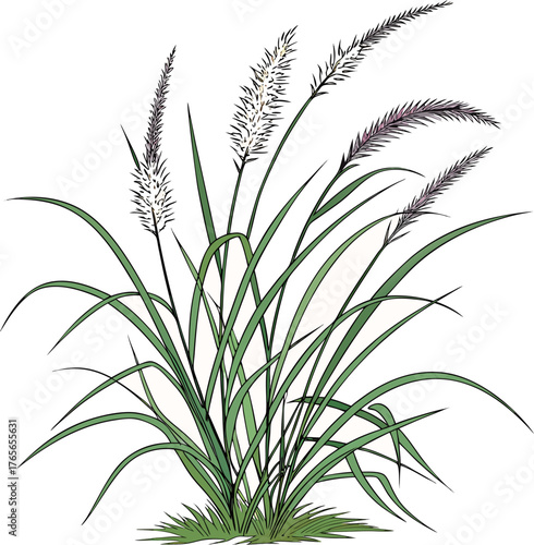 A realistic clump of ornamental fountain grass (Pennisetum), with long, narrow green leaves and soft, feathery white to pale purple flower spikes. The plant is isolated on a white or transparent backg