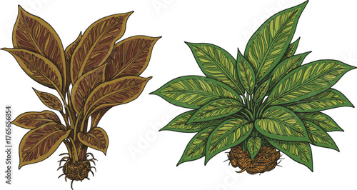 Illustration of two aglaonema plants, one brown and one green, , perfect for botanical designs and patterns on a transparent background